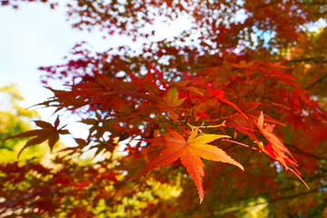 Beautiful Red Autumn Leaves Background