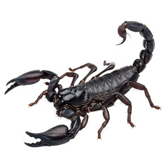 A black scorpion with raised tail and claws isolated on white isolated on transparent background