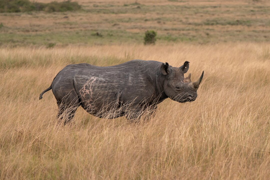 Black rhino in the Masai Mara savannah