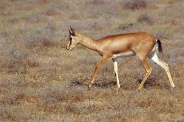 Indian gazelle in the forest 