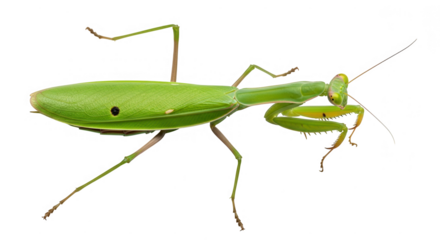 A green praying mantis insect isolated on transparent background