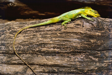 lizard on a tree