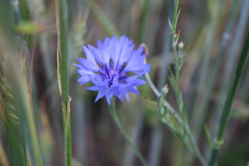 blue flowers in the grass