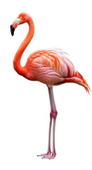 A vibrant pink flamingo standing gracefully isolated on white isolated on transparent background