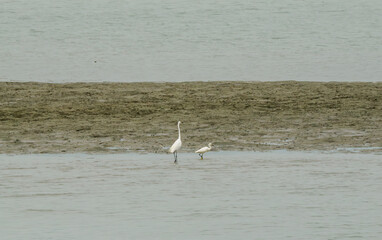 潮が引いた干潟のシラサギの風景