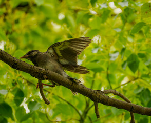 緑の木々と枝にとまる鳥の姿