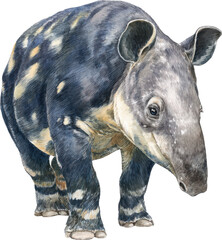 Fototapeta na wymiar Artistic rendering of a tapir with colorful abstract patterns on its body Watercolor PNG
