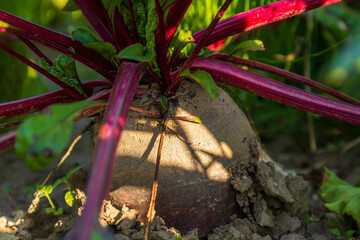 Beetroot is thriving in a garden, with its deep purple hue contrasting beautifully against the green leaves and brown soil under sunlight