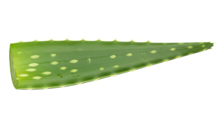 Isolated Aloe Vera Leaf