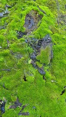 moss on the rocks