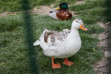 duck in the park