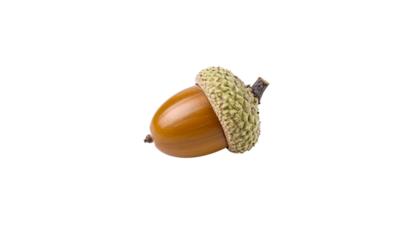 Close-up photo of brown acorn and green oak leaves on white background