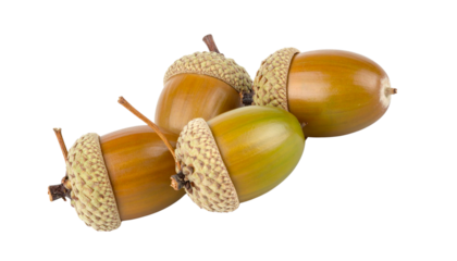 Close-up photo of brown acorn and green oak leaves on white background