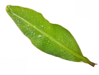 Obraz premium Banana leaf with water droplets texture isolated on white background 