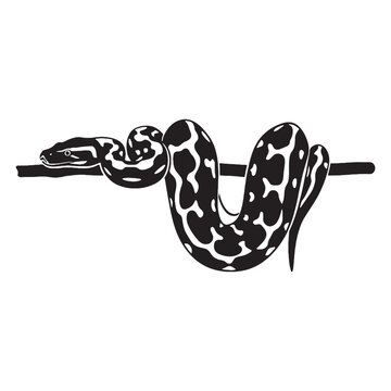 Detailed Python Silhouette Depicting Characteristic Long Length &ndash; Python Vector Artwork &ndash; Python Illustration &ndash; Silhouette of Python &ndash; Snake Silhouette