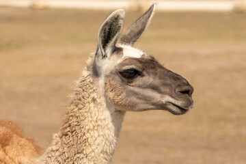 Obraz premium Close-up portrait of a llama with detailed fur and expressive face. Perfect for themes of wildlife, nature, South America, and exotic animals.