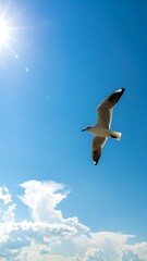 Fototapeta premium Seagull soaring in a bright blue sky