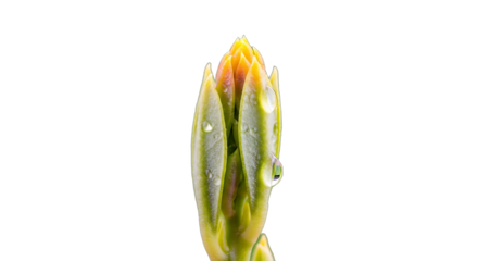 Close-up of a vibrant green and orange plant bud with water droplets on a clean white background.