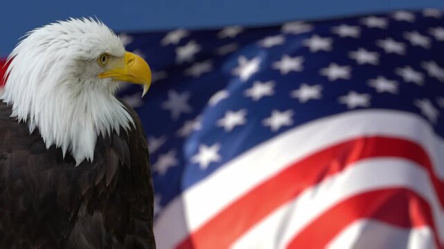 American bald eagle posing majestically with the USA flag in the background. Suitable for concepts as Memorial, Independence, Veterans, Flag or Armed Forces Day.