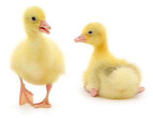 Two fluffy goslings isolated on white background
