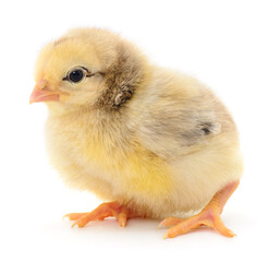 Cute fluffy chick isolated on white background