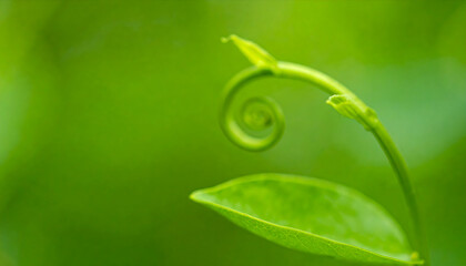 Delicate green tendril curving in soft focus nature background image