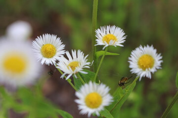 Fototapeta premium daisies in a field