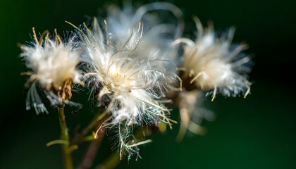Fototapeta premium Delicate seed heads close up with fluffy white plumes on green background
