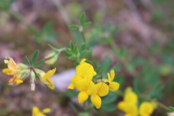 Fototapeta premium yellow flowers in spring