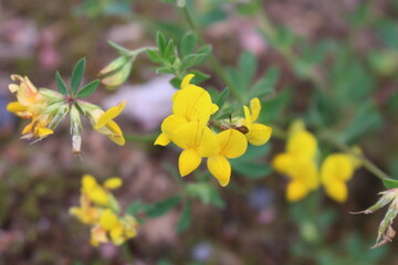 Fototapeta premium yellow flowers in the garden