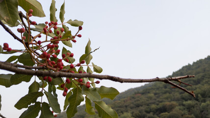 Bayas silvestres rojas.
