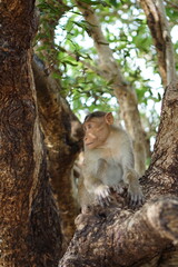 Monkey on a tree