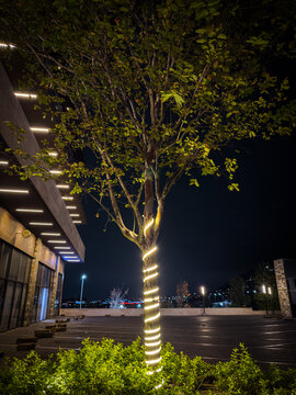 Lighting tree in darkest night