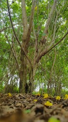 Spring in the garden 