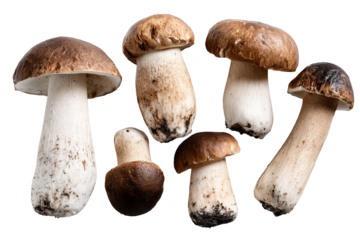 Six boletus edulis mushrooms isolated, clean caps on gray background