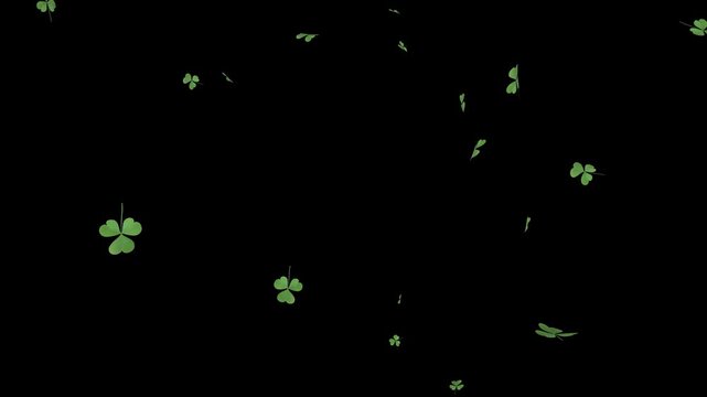 Experience continuous luck with this 3D shamrock leaves falling transparent alpha loop. Ideal for seamless overlays, adding a constant flow of charm and whimsy.