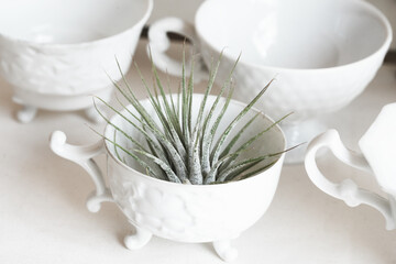 Air Plant in Antique White Teacup