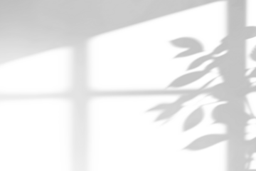 shadow overlay effect of natural tree leaves shadow and window shadow over on white wall background,realistic summer sunlight abstract shadow overlay on transparent png background