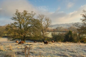 Cotswold winter landscape near Saintbury, Gloucestershire, England