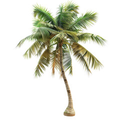 Obraz premium A single isolated palm tree