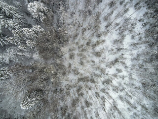 Aerial View of Snow Covered Forest in Belarus, Lithuania, or Poland