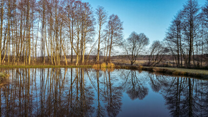 Fototapeta premium Calm Water Reflecting Leafless Trees Under a Clear Blue Sky