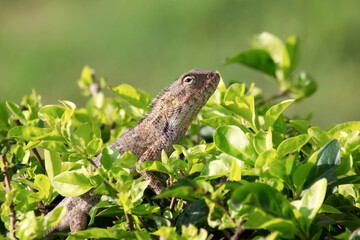 garden lizard in my garden plants bush
