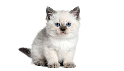 Adorable Ragdoll kitten, sitting, looking directly at camera