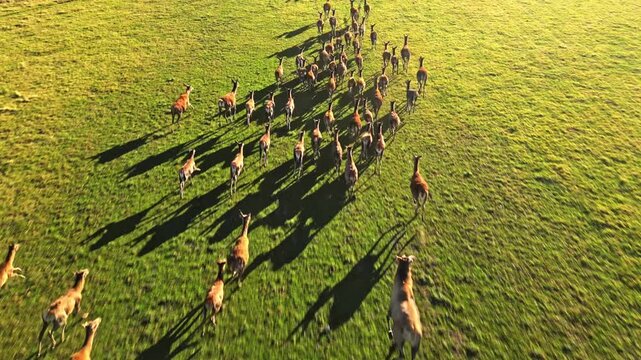 Aerial view of deer herd in New Zealand's autumn landscape
