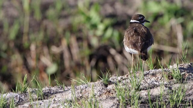 Closeup of a Killdeer, a large Plover, on a weedy roadbed