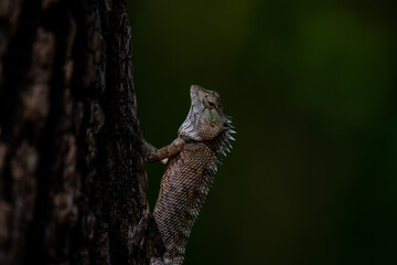 A lizard with spiky scales clings to the rough bark of a tree. The lizard's head is tilted upwards, and its eye is sharply focused.