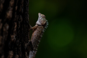 A lizard with spiky scales clings to the rough bark of a tree. The lizard's head is tilted upwards, and its eye is sharply focused.