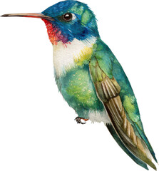 Fototapeta premium Vibrant ruby throated hummingbird in flight capturing a delicate moment of nature Watercolor PNG