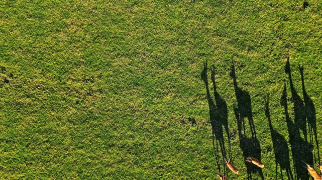 Aerial view of wild deer in Wanaka, New Zealand